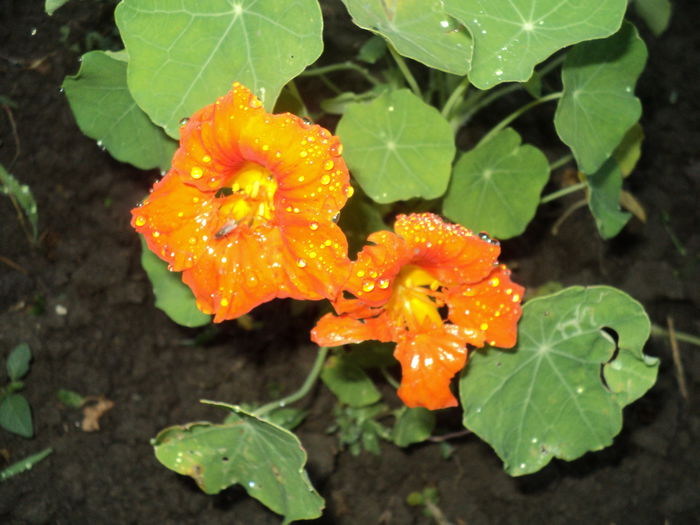 DSC04576