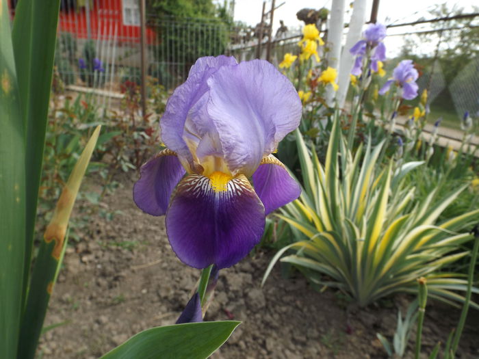 DSCF6765 - IRISI 2014