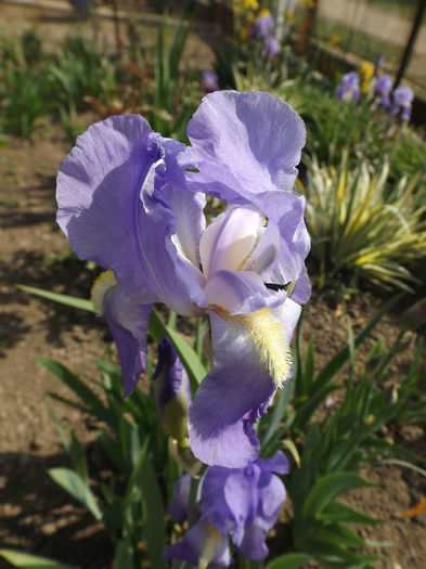 DSCF6755 - IRISI 2014