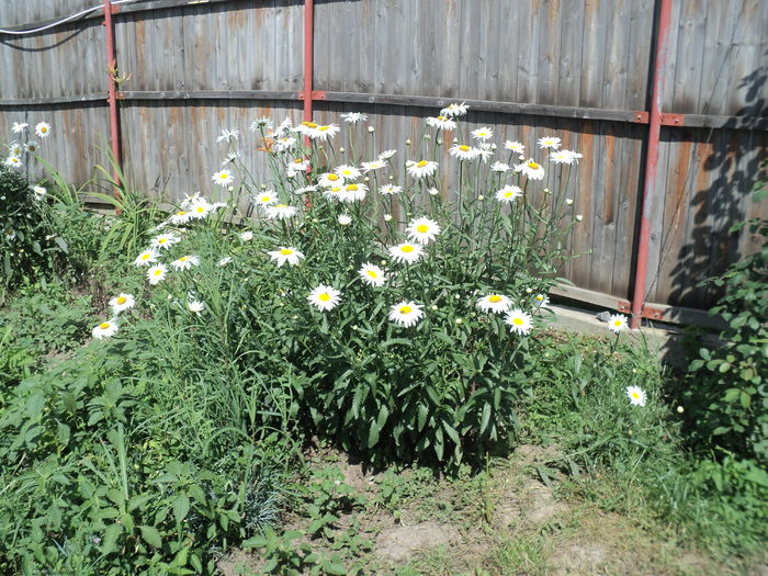 DSC04658