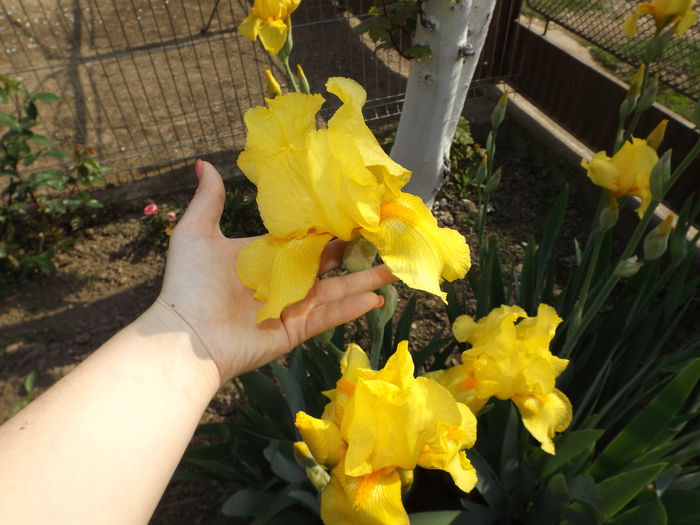 DSCF6774 - IRISI 2014