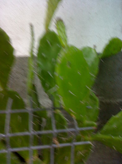 22062014076 - Flori