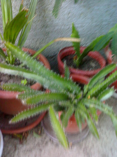 22062014079 - Flori
