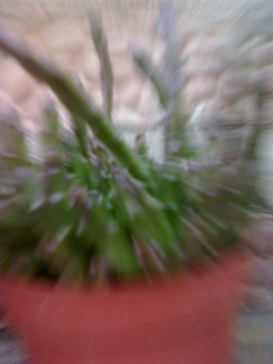 22062014086 - Flori