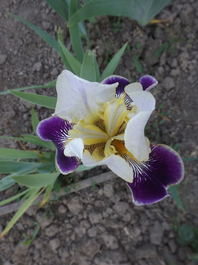 DSCF7007 - IRISI 2014