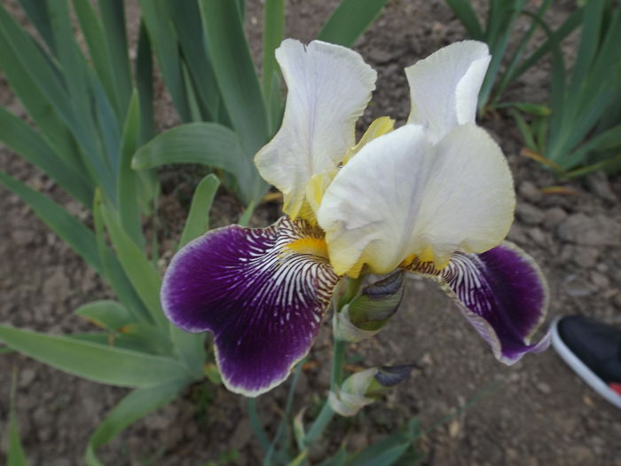 DSCF7008 - IRISI 2014