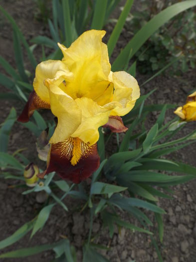 DSCF7018 - IRISI 2014