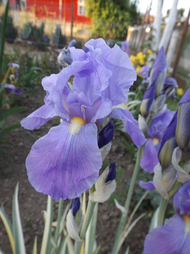 DSCF7022 - IRISI 2014