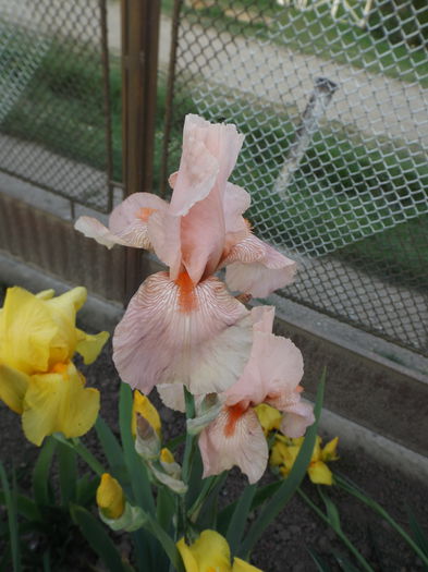 DSCF7032 - IRISI 2014