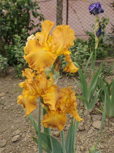 DSCF7073 - IRISI 2014