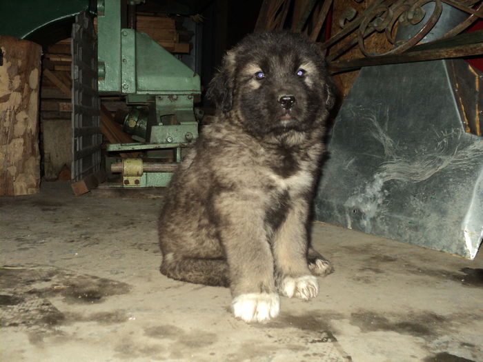 IGOR LA 7 SAPTAMANI - TASHA si IGOR CIOBANESC CAUCAZIAN