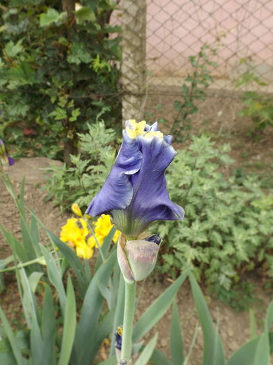 DSCF7093 - IRISI 2014