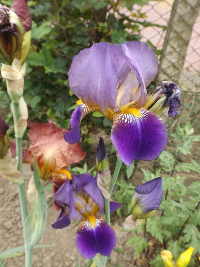 DSCF7108 - IRISI 2014