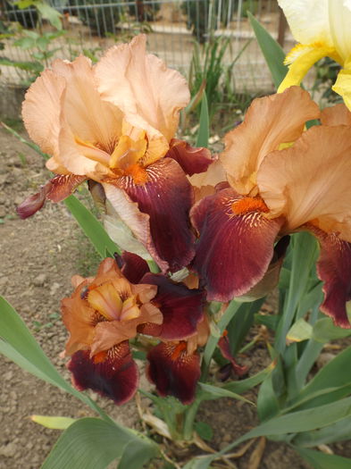 DSCF7125 - IRISI 2014