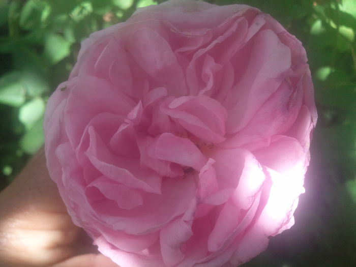2014-06-22 14.54.53 - trandafiri