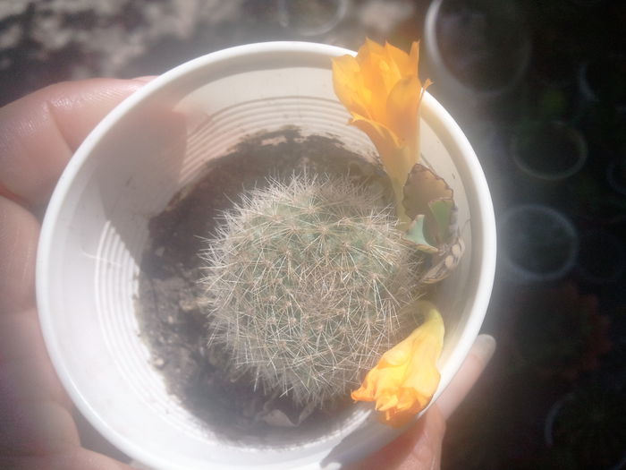 2014-06-22 15.00.02 - cactusi