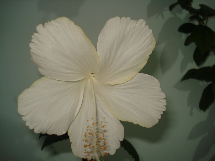 Dainty White