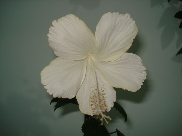 Dainty White