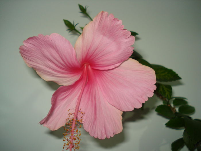 Dainty Pink