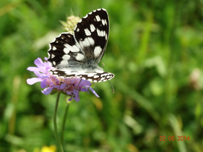 DSC05488 - Diverse insecte