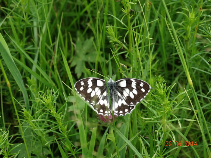 DSC05404 - Diverse insecte