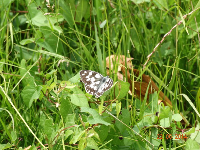 DSC05398 - Diverse insecte