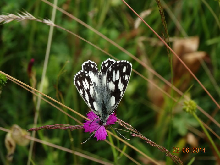 DSC05406 - Diverse insecte
