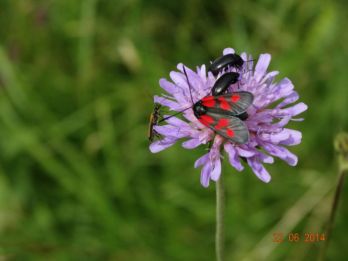 DSC05449 - Diverse insecte