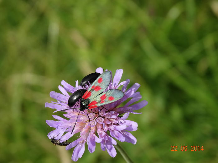 DSC05448 - Diverse insecte