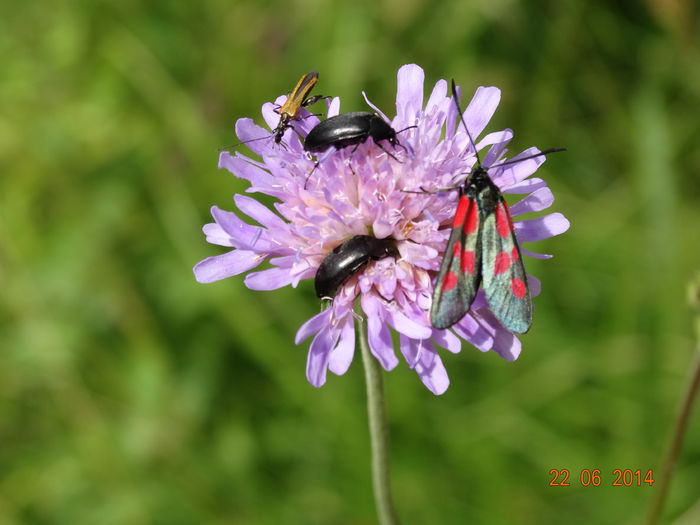 DSC05444 - Diverse insecte