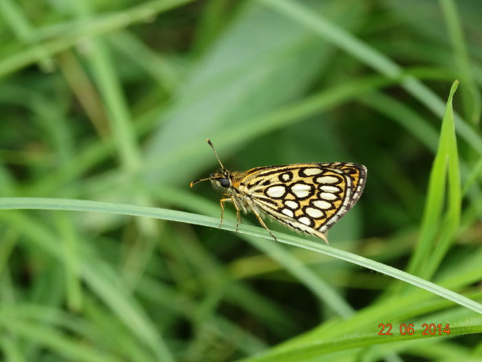 DSC05441 - Diverse insecte