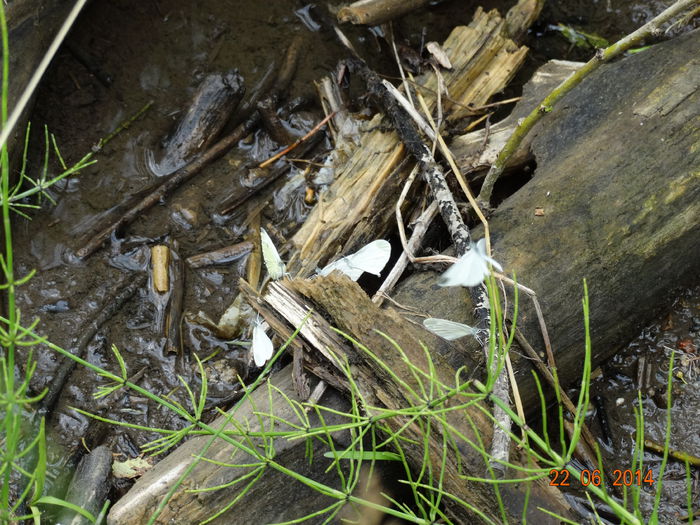 DSC05432 - Diverse insecte