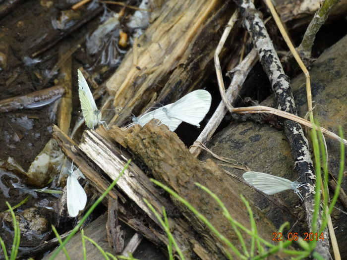 DSC05434 - Diverse insecte