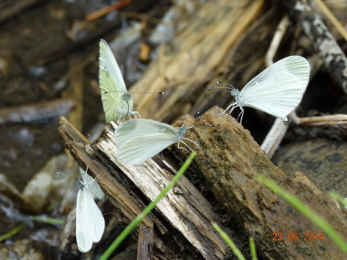 DSC05437 - Diverse insecte