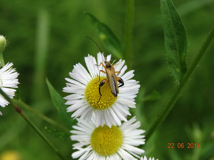 DSC05431 - Diverse insecte