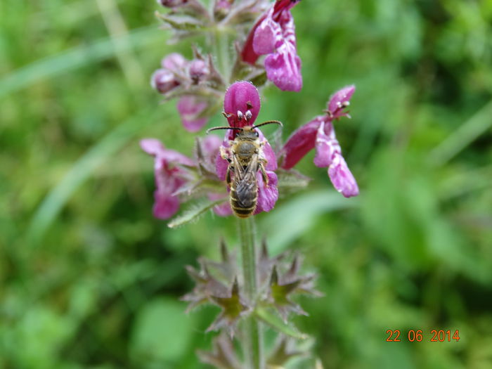 DSC05342 - Diverse insecte
