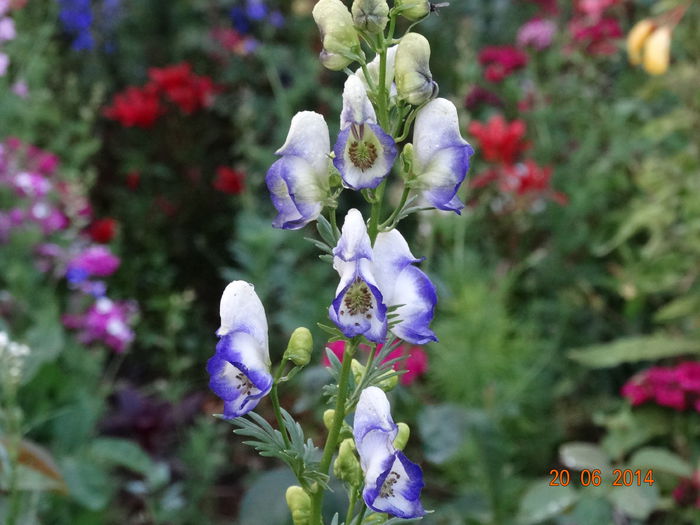 DSC05217 - Plante in gradina 2014