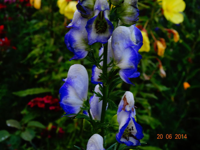 DSC05216 - Plante in gradina 2014