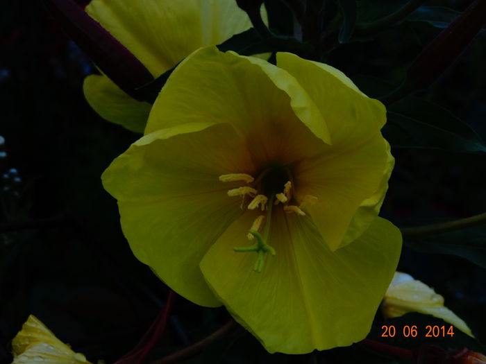 DSC05215 - Plante in gradina 2014
