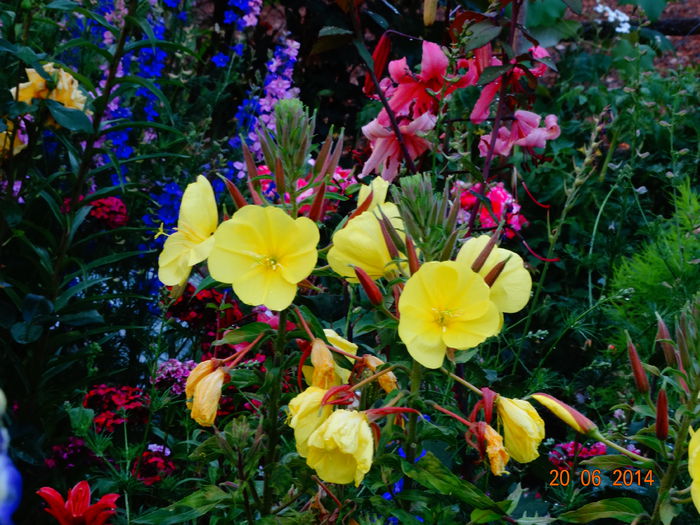 DSC05209 - Plante in gradina 2014
