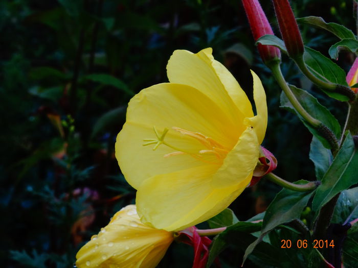 DSC05204 - Plante in gradina 2014