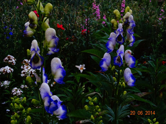 DSC05205 - Plante in gradina 2014