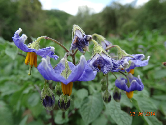 DSC05360 - Plante in gradina 2014