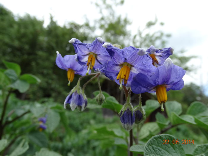 DSC05357 - Plante in gradina 2014
