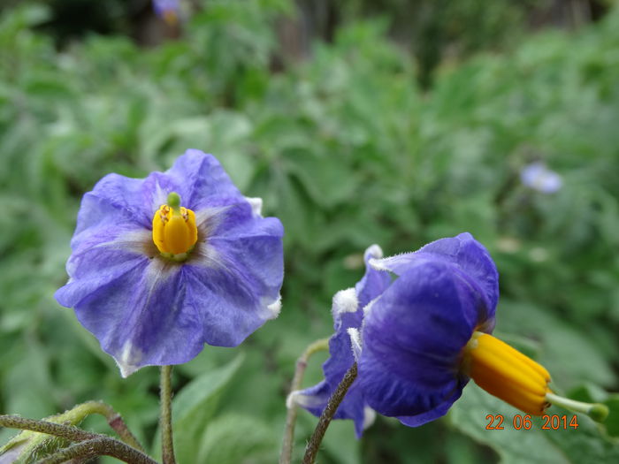 DSC05355 - Plante in gradina 2014