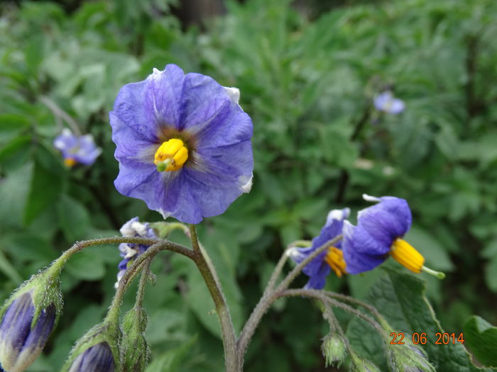 DSC05352 - Plante in gradina 2014
