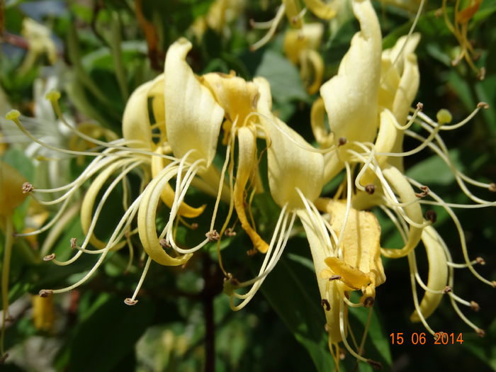 DSC05052 - Plante in gradina 2014