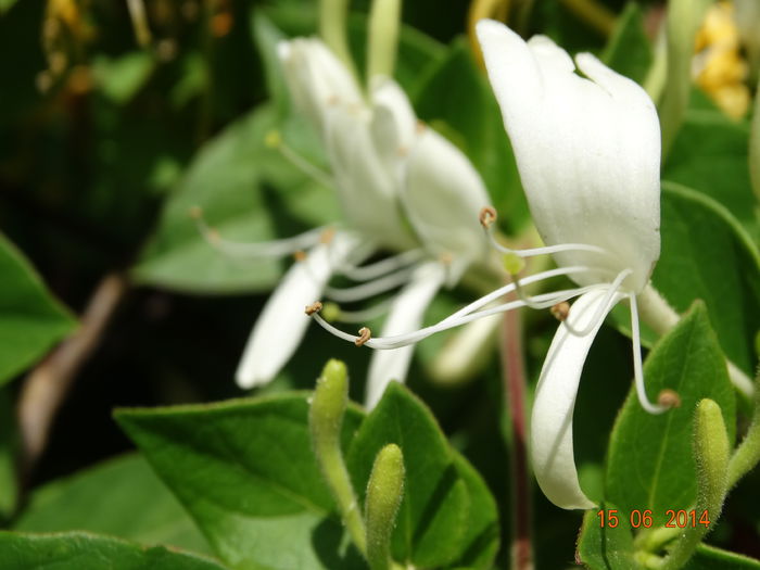 DSC05053 - Plante in gradina 2014