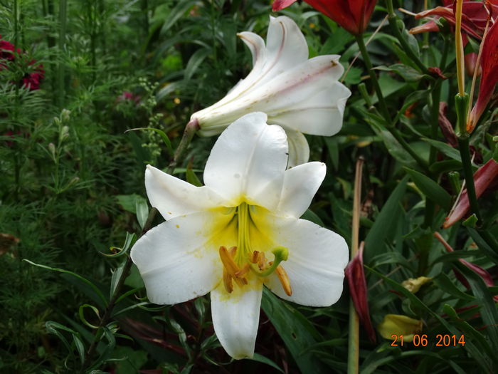 DSC05241
