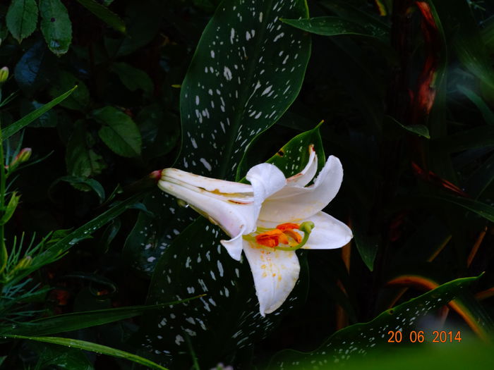 DSC05206